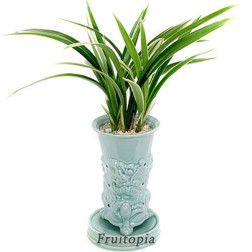 황용관(동양란)